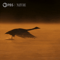 Pbs Nature Run GIF by Nature on PBS