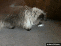 hairy GIF