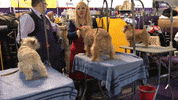 Dog Show GIF by Westminster Kennel Club