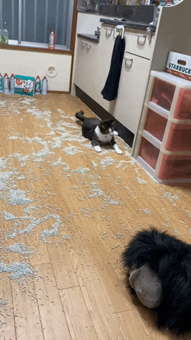 cuteanimalland giphyupload GIF