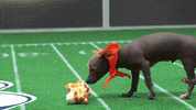 Animal Planet GIF by Puppy Bowl