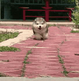 giphy.gif