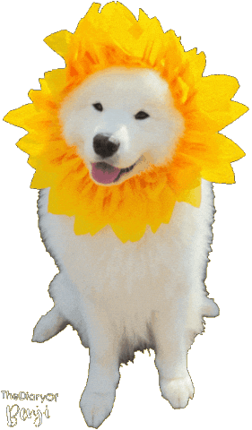 Good Morning Sunshine Sticker