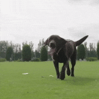 Winthedog GIF by memes