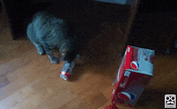 scared cat GIF