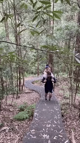 Sydney Father Ducks and Weaves to Avoid Tree Branch While Carrying Daughter During Bush Walk