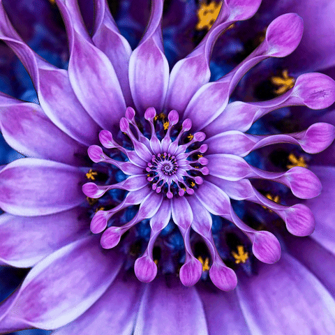 blooming african daisy GIF by Feliks Tomasz Konczakowski