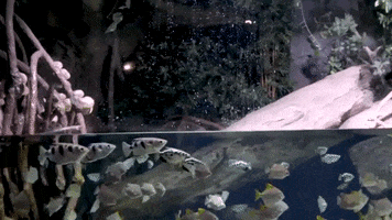 georgiaaquarium georgia aquarium archerfish GIF
