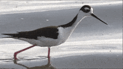 Birds Wading GIF by U.S. Fish and Wildlife Service