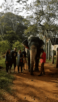 WhatTheFlip travel india bollywood elephant GIF