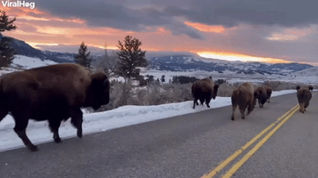 Serene Skies Driving Side by Side with Bison