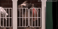 fallontonight cute omg adorable pig GIF