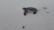 scubajunkiesipadan ocean turtle diving dive GIF