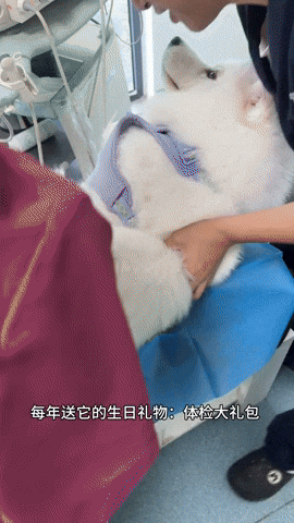 cuteanimalland giphyupload GIF