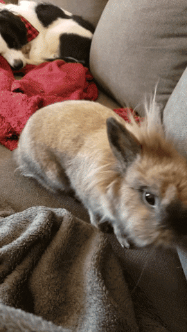 bunny adorable rabbit cutie lover GIF
