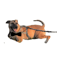 Dmsbachanga Sticker by Leti Romano