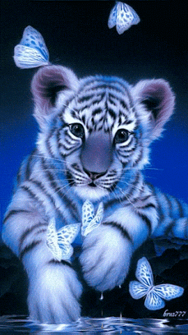 baby tiger GIF