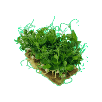 Beleaf_farming peas beleaf microgreens Sticker