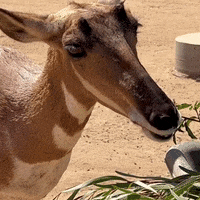 Hungry Fun GIF by San Diego Zoo Wildlife Alliance