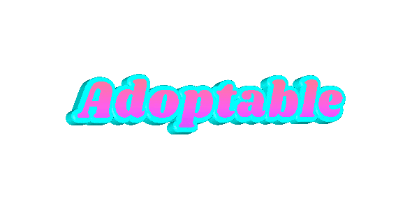 Adoptable Sticker by Good Vibes Dogtography