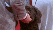 Hungry On My Way GIF by American Kennel Club