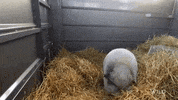 natgeowild pig nat geo wild dr pol GIF