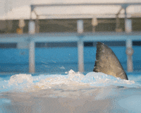 Tampax_it sub impossible ciclo tampax GIF