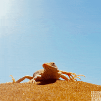 enchanted kingdom dance GIF by BBC America