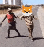 Shiba Inu GIF by SHIB MEMES
