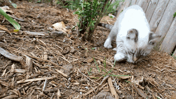 cat travel GIF