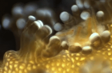 coral reef water GIF by University of California