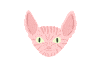 fionnymellisa cat pink angry confused Sticker