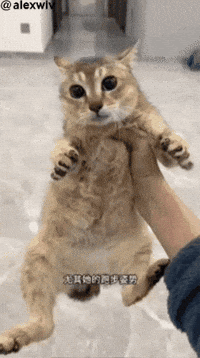 Mei Mei Silly Cat GIF