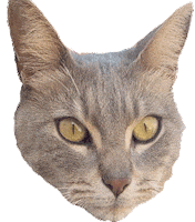 elemergente cat ricardo emergente ricardo emergente Sticker