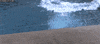 Panda Bear Swimming GIF