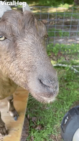 When You Goat To Have A Drink