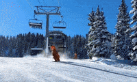 GIF by Odell Brewing Company