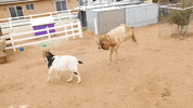 mercyforanimals happy vegan play jumping GIF