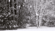 cold days forest GIF