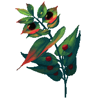 Butchers Broom Dancing Sticker