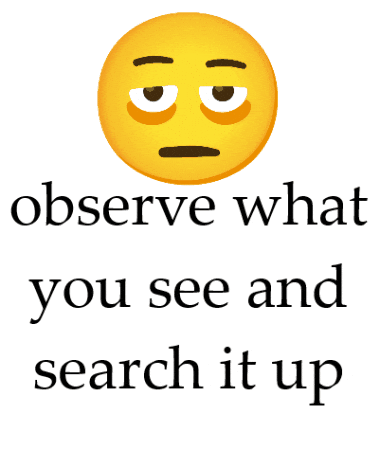 Observe GIF
