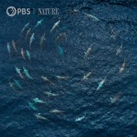 Pbs Nature Ocean GIF by Nature on PBS