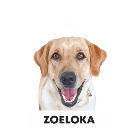 Csclkcrew Sticker by Cuscoloko