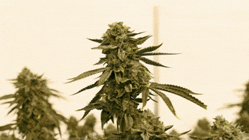 Plant Grow GIF by Exclusive Brands