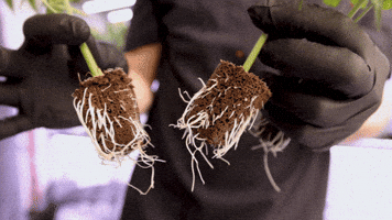Plant Grow GIF by Exclusive Brands