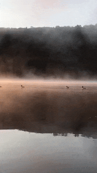 peace birds GIF by Adirondack Council
