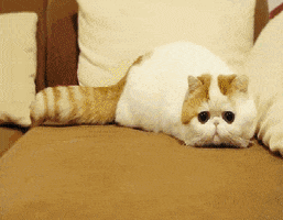 Cat Costume GIF