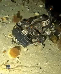 Disappointed Diver Goes 'Underwater Shopping' Amid Seabed Litter