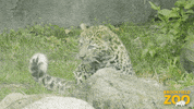 Guard Dog Baby GIF by Brookfield Zoo