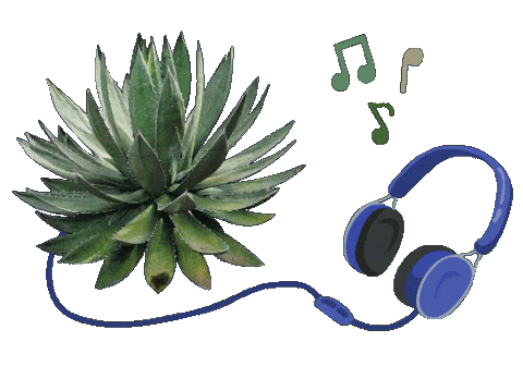 Musica Tequila Sticker by Santa Sabia Media